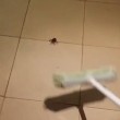 VIDEO YouTube. Non uccidere il ragno con la scopa, ecco cosa succede... 2