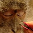 Usa, trucca la scimmia che ha in casa e mette filmato sul web 02