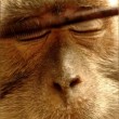 Usa, trucca la scimmia che ha in casa e mette filmato sul web 03