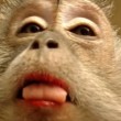 Usa, trucca la scimmia che ha in casa e mette filmato sul web 05