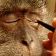 Usa, trucca la scimmia che ha in casa e mette filmato sul web