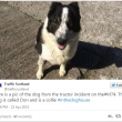 Scozia, cane alla guida di trattore sfonda recinzione e finisce in autostrada