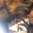 VIDEO YouTube. Selfie insieme al cavallo: l'animale lo ringrazia con un bacio 7