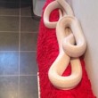 Manchester, trova un serpente albino nel bagno di casa