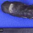 VIDEO YouTube. Squalo tasca lungo appena 14 cm scoperto nel Golfo del Messico 4