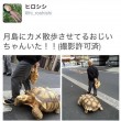 Tokyo, uomo a passeggio con la sua tartaruga gigante