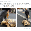 Tokyo, uomo a passeggio con la sua tartaruga gigante05