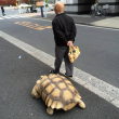 Tokyo, uomo a passeggio con la sua tartaruga gigante04