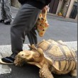 Tokyo, uomo a passeggio con la sua tartaruga gigante02