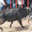 Spagna, uomo a terra viene incornato da un toro