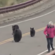 VIDEO YouTube - Famiglia di orsi insegue turisti nel parco di Yellowstone