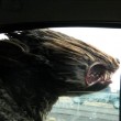Cani in auto al finestrino: i musi e le espressioni più buffe FOTO 3
