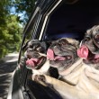 Cani in auto al finestrino: i musi e le espressioni più buffe FOTO 2