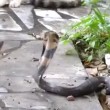 VIDEO YouTube: cobra in giardino, gatto decide di affrontarlo 04