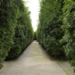 Parma, labirinto più grande del mondo: tre chilometri tra 200mila piante04