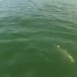 VIDEO YouTube, la cernia gigante inghiotte lo squalo 01
