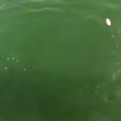 VIDEO YouTube, la cernia gigante inghiotte lo squalo 03