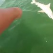 VIDEO YouTube, la cernia gigante inghiotte lo squalo 04