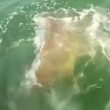 VIDEO YouTube, la cernia gigante inghiotte lo squalo 05