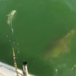 VIDEO YouTube, la cernia gigante inghiotte lo squalo 06