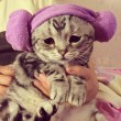 Luhu, il gatto più triste del mondo è una star su Instagram 01