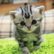 Luhu, il gatto più triste del mondo è una star su Instagram FOTO