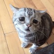 Luhu, il gatto più triste del mondo è una star su Instagram 03