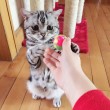 Luhu, il gatto più triste del mondo è una star su Instagram 04