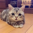 Luhu, il gatto più triste del mondo è una star su Instagram 05