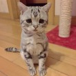 Luhu, il gatto più triste del mondo è una star su Instagram 06