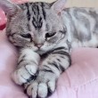 Luhu, il gatto più triste del mondo è una star su Instagram 07