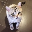 Luhu, il gatto più triste del mondo è una star su Instagram 09