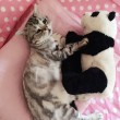 Luhu, il gatto più triste del mondo è una star su Instagram 10