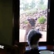 Video YouTube: il puma vuole entrare in casa, il gatto lo caccia 04