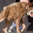 "Quasi Modo", il cane più brutto del mondo FOTO