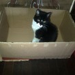 gatti amano saltellare all'interno delle scatole di cartone