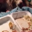 VIDEO YouTube: cane affamato dice "mamma" prima del bimbo, lui non la prende bene6