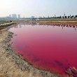 Cina, lago si tinge di rosa: turisti incantati FOTO 6