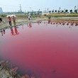 Cina, lago si tinge di rosa: turisti incantati FOTO 5