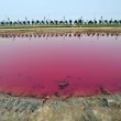 Cina, lago si tinge di rosa: turisti incantati FOTO 4