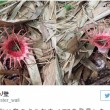Giappone, trovato rarissimo fungo calamaro che sembra un pezzo di carne02