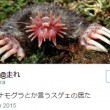 Giappone, trovato rarissimo fungo calamaro che sembra un pezzo di carne