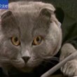 VIDEO YouTube - Bossy, gatto direttore comunicazione di un'azienda. "Battuti" 700 candidati