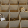 gatti amano saltellare all'interno delle scatole di cartone 3