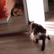Gatto cerca privacy: apre l'armadio entra e chiude l'anta