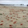 VIDEO YouTube, FOTO - Spiaggia di San Diego invasa dai granchi rossi 5