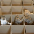 gatti amano saltellare all'interno delle scatole di cartone 04