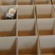 gatti amano saltellare all'interno delle scatole di cartone 02