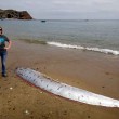 Oarfish, gigantesco serpente marino spiaggiato in California05
