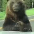 Yellowstone: orso si avvicina all'auto e terrorizza i turisti, ma...